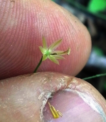 Chaetopappa bellidifolia
