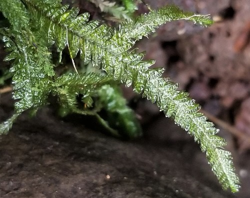 Baldwiniella kealeensis
