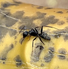 Camponotus feae