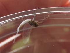 Baetidae