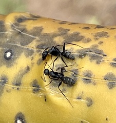 Camponotus feae