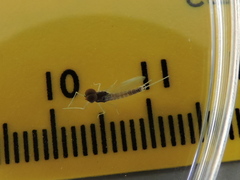 Baetidae