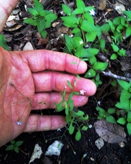 Chaetopappa bellidifolia