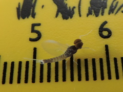 Baetidae