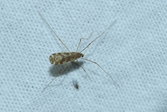 Ilisia maculata