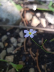 Chaetopappa bellidifolia