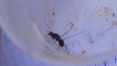 Camponotus feae