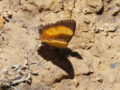 Cirrochroa satellita