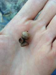 Quercus georgiana