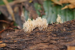 Artomyces austropiperatus