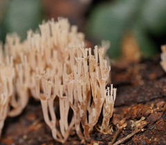 Artomyces austropiperatus