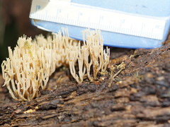 Artomyces austropiperatus