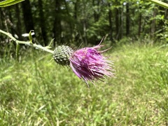 Cirsium carolinianum
