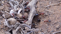 Messor minor hesperius