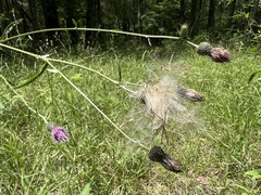 Cirsium carolinianum