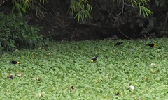 Chrysomus icterocephalus