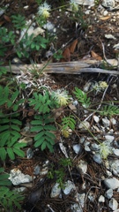 Desmanthus velutinus