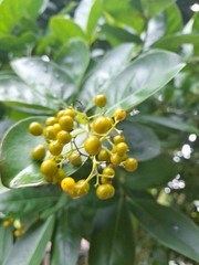 Ehretia latifolia