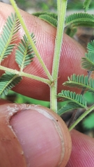 Desmanthus velutinus