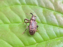 Dorytomus longimanus