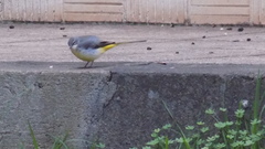 Motacilla cinerea cinerea