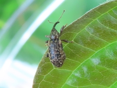 Dorytomus longimanus