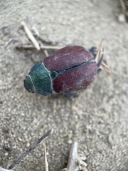 Paracotalpa granicollis
