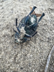 Paracotalpa granicollis