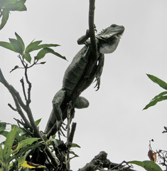 Iguana iguana