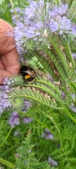 Bombus