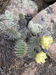 Opuntia polyacantha polyacantha