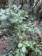 Brunfelsia australis