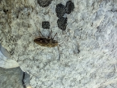 Chalcophora virginiensis