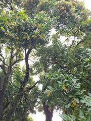 Ehretia latifolia