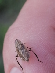 Bathysmatophorinae