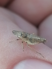 Bathysmatophorinae