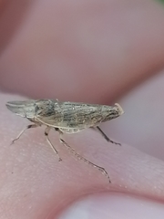 Bathysmatophorinae