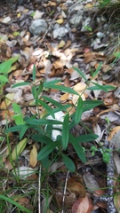 Buglossoides arvensis