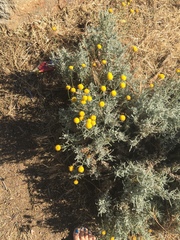 Santolina chamaecyparissus