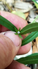 Buglossoides arvensis