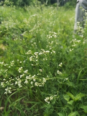 Galium glaucum