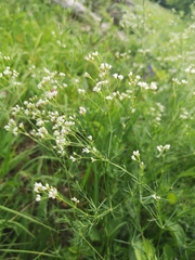 Galium glaucum