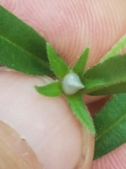 Buglossoides arvensis