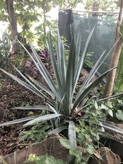 Agave cantala