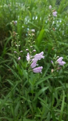 Physostegia angustifolia