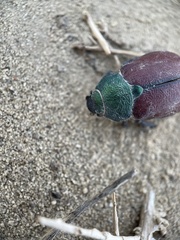 Paracotalpa granicollis