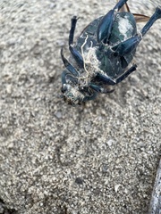 Paracotalpa granicollis