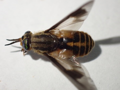 Chrysops indus