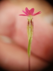 Silene muscipula image