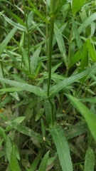 Physostegia angustifolia